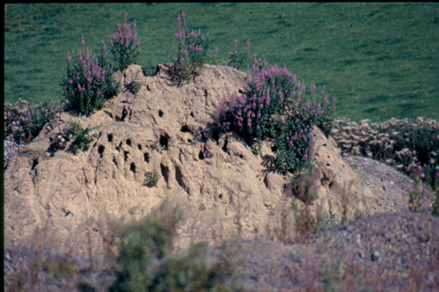 Sand Martin nest holes in a pile of sand.   Easily predated.