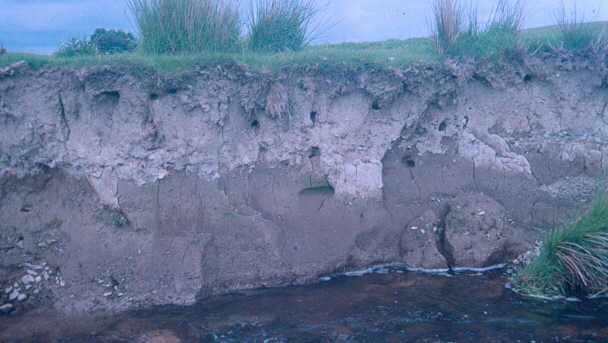 Unsuitable nest site.   Nest holes flooded after heavy rain.