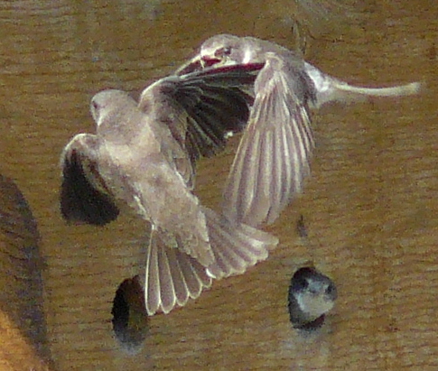 Sand Martin braking in flight, back (dorsal) view